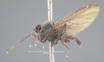 Media type: image;   Entomology 13077 Aspect: habitus lateral view